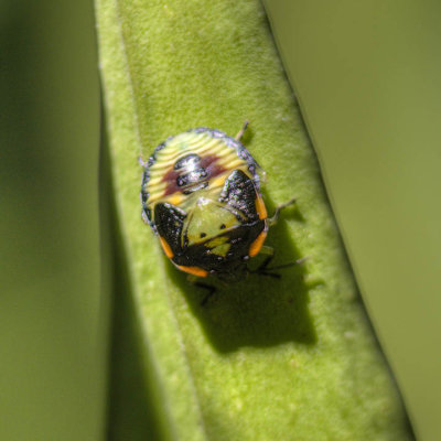 Green Stink Bug (nymph) (Chinavia hilaris), East Kingston, NH