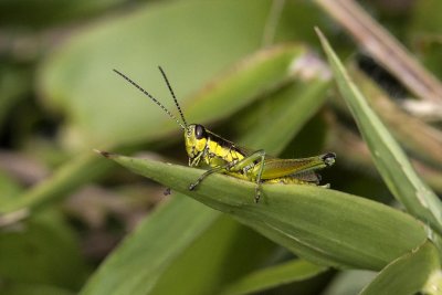 Olive-Green Swamp Grasshopper (Paroxya clavuliger) (male), Exeter, NH