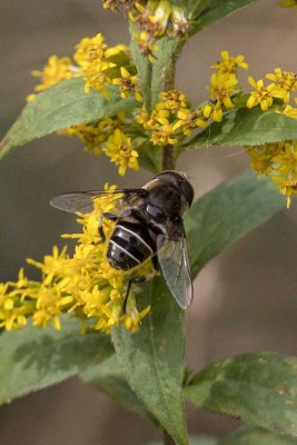 Hoverfly (Eristalis dimidiata) (male), Brentwood, NH