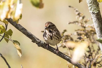 Song Sparrow (Melospiza melodia), field off Squamscot Road, Stratham, NH