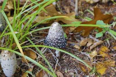 Shaggy Mane Mushroom (Coprinus comatus), East Kingston, NH 