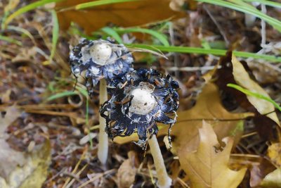 Shaggy Mane Mushroom (Coprinus comatus), East Kingston, NH 