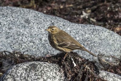 American Pipit (Anthus rubescens), Rye, NH