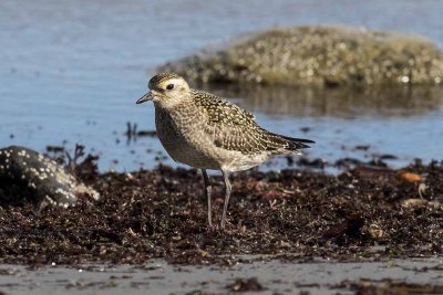 American Golden-Plover (Pluvialis dominica), Rye, NH