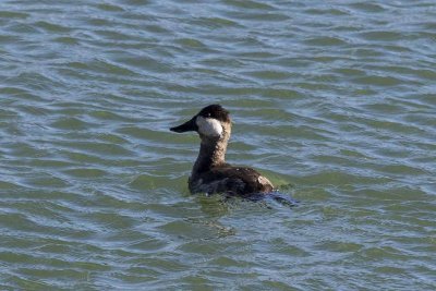 Ruddy Duck (Oxyura jamaicensis), Cherry Hill Reservoir, West Newbury, MA