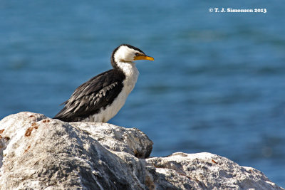 Pelicans, Cormorants and allies