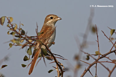 Red-backed Shrike (Lanius collurio)