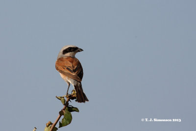 Red-backed Shrike (Lanius collurio)