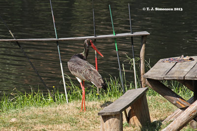 Black Stork (Ciconia nigra)