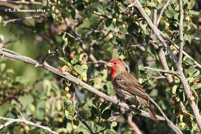 House Finch (Haemorhous mexicanus)