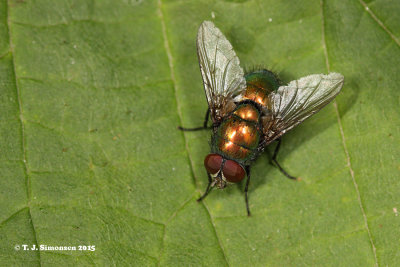 Flies and Scorpionflies (Diptera and Mecoptera)