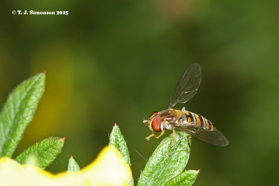 Marmalade Hoverfly (Episyrphus balteatus)