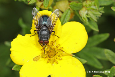 Common Blowfly (Calliphora vicina)