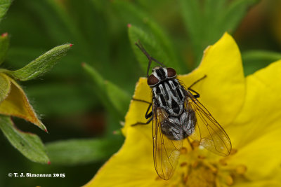 Graphomyia maculata