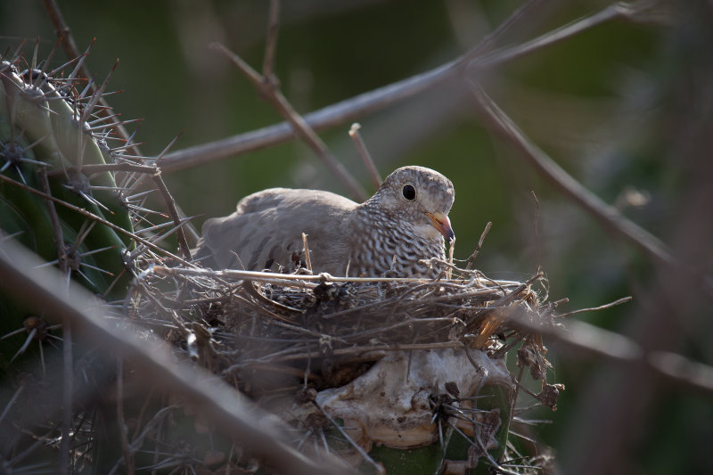 common ground dove