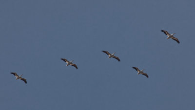 brown pelicans