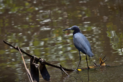 lesser blue heron