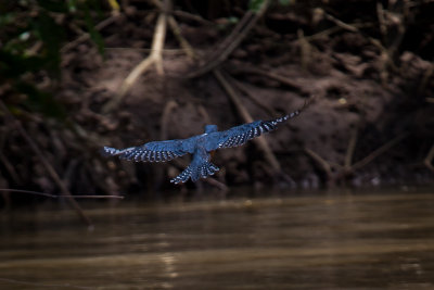 ringed kingfisher in flight