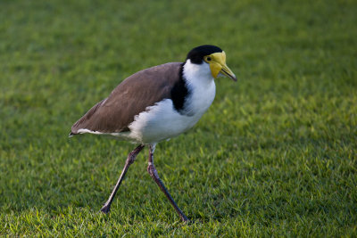 spur-winged plover