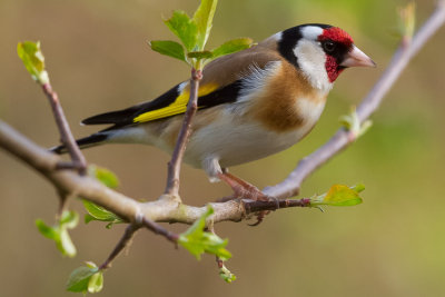 European Goldfinch - Tengelic - Carduelis carduelis