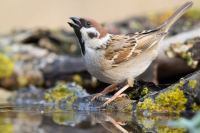 Eurasian Tree Sparrow - Mezei verb - Passer montanus 
