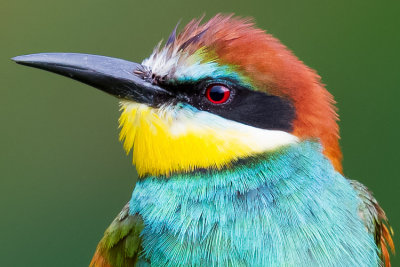 Gyurgyalag - European Bee-eater - Merops apiaster