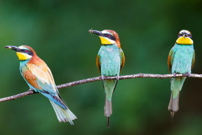 Gyurgyalag - European Bee-eater - Merops apiaster