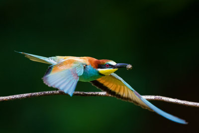 bee-eaters