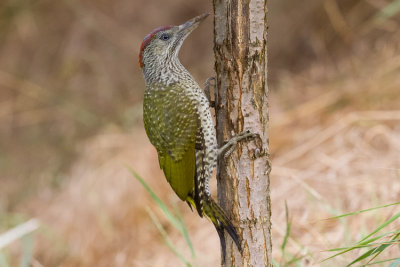 Zld kllő - European Green Woodpecker - Picus viridis