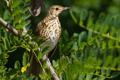 nekes rig - Song Thrush - Turdus filomelos