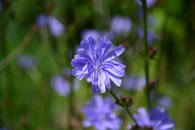 Sissinghurst Castle, Kent