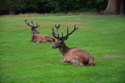 Wollaton Park, Nottingham