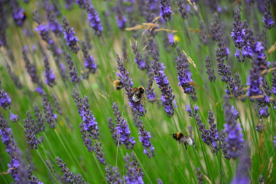Wollaton Park, Nottingham
