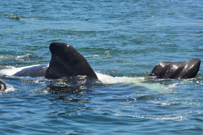 DSC_3529.JPG