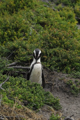 _DSC2680.JPG