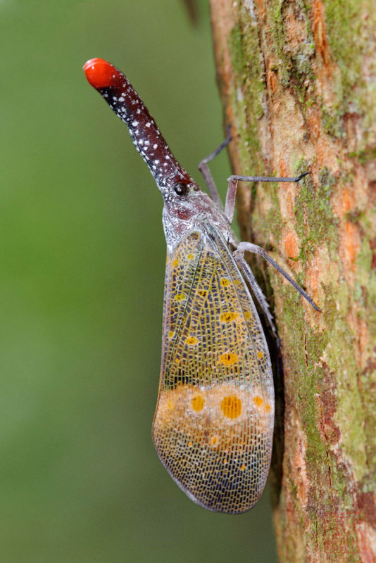 Pyrops pyrorhyncha