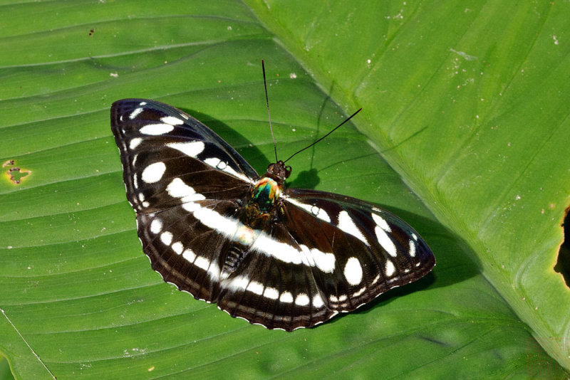 Athyma larymna siamensis (The Great Siam Sergeant)