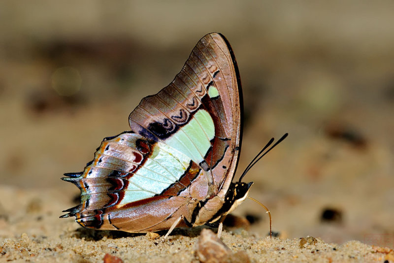 Polyura athamas athamas (Common Nawab)