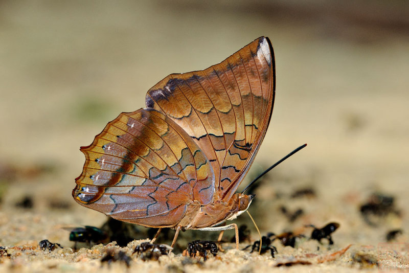 Charaxes bernardus crepax (The Tawny Rajah)