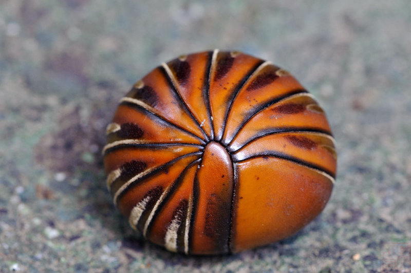 The Giant Pill Millipede, Doug