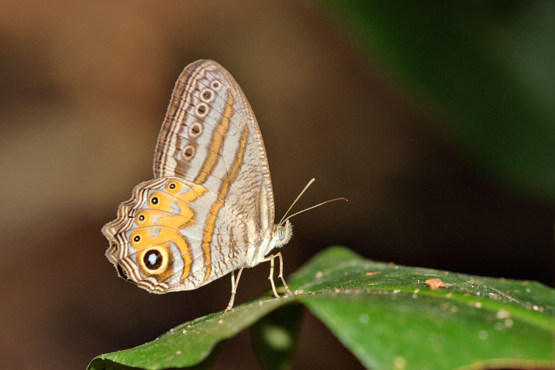 Erites elegans elegans
