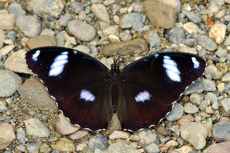 Hypolimnas bolina ? ssp. labuana