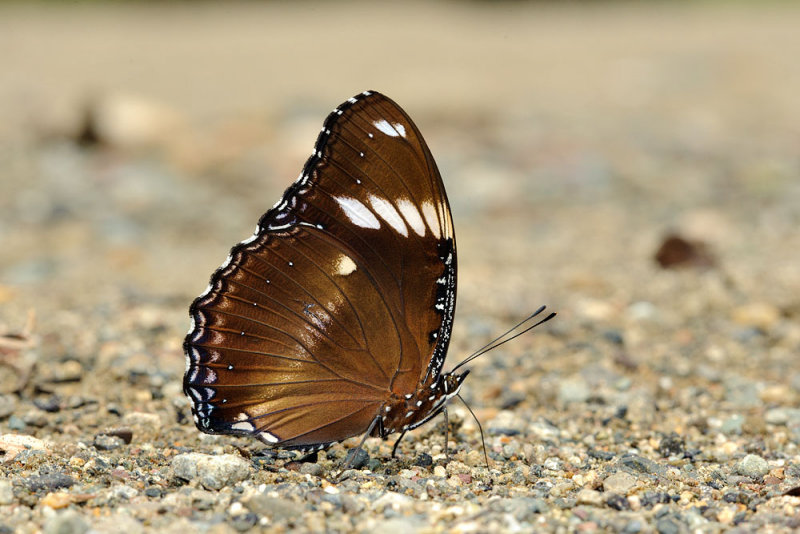 Hypolimnas bolina ? ssp. labuana