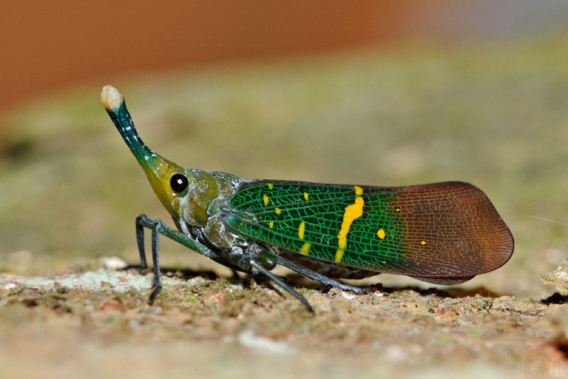 Pyrops transversolineatus