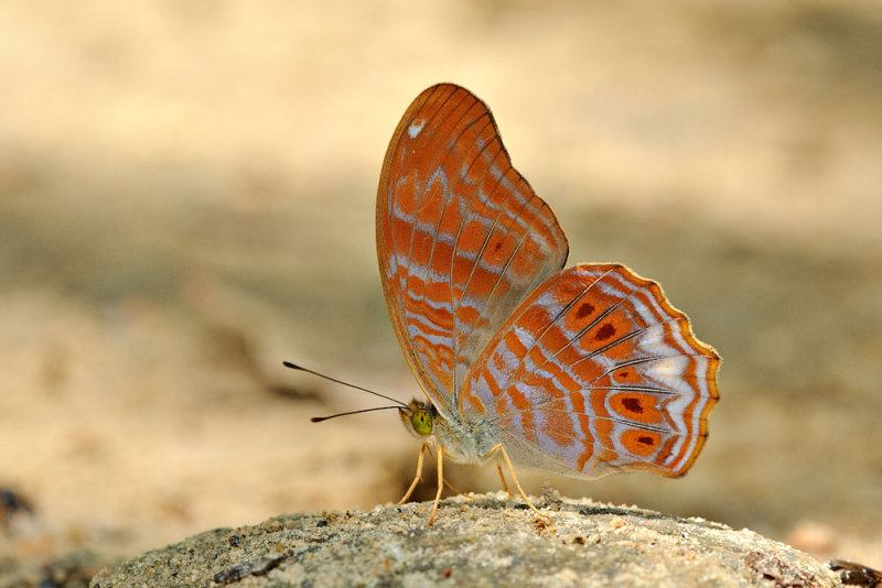 Terinos terpander robertsia (Royal Assyrian)