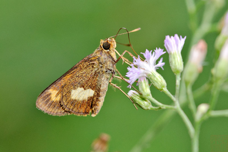 Oriens paragola -  female