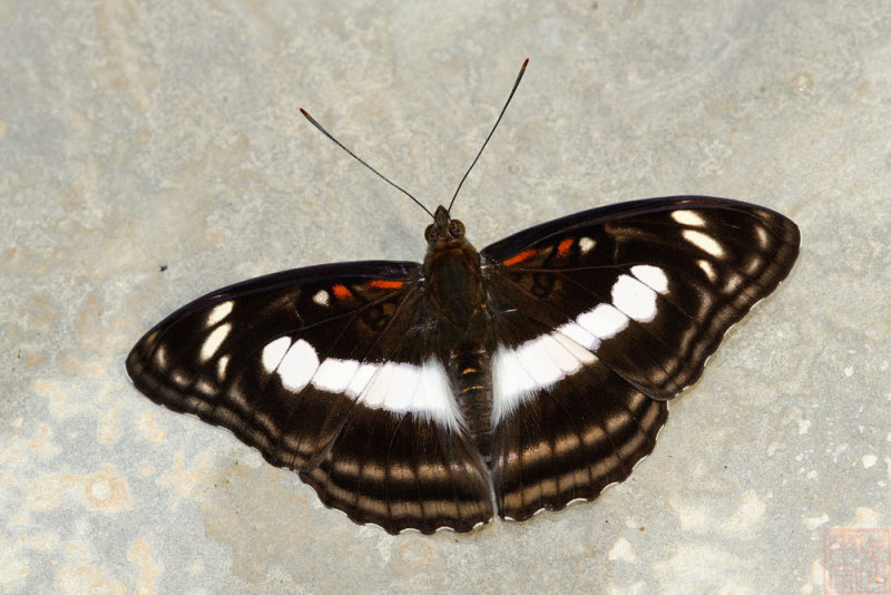 Athyma selenophora bahula (The Staff Sergeant)