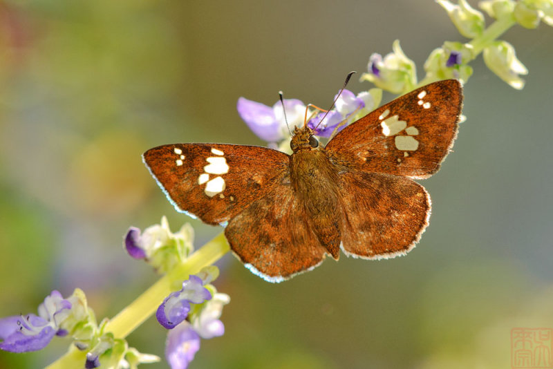 Pseudocoladenia dan fabia (The Fulvous Flat)