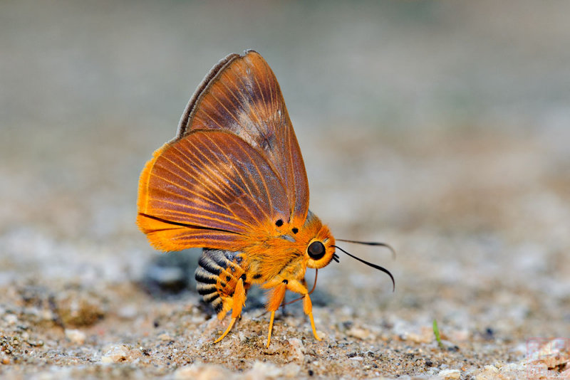 Burara harisa harisa (Common Orange Awlet)
