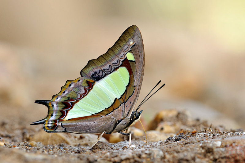 Polyura athamas athamas (The Common Nawab)